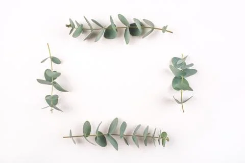 Green eucalyptus branches on a white background. Stock Photos