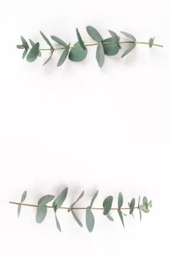 Green eucalyptus branches on a white background. Stock-Fotos