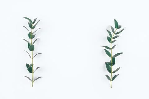 Green eucalyptus branches on a white background. Stock Photos