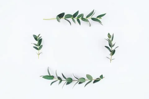 Green eucalyptus branches on a white background. Stock Photos