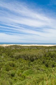 Green eucalyptus forest with ocean beach and picturesque sky in the distance Stock Photos