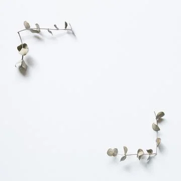 Green eucalyptus leaf frame on white background 스톡 사진