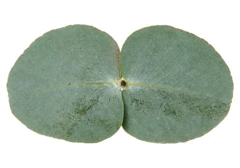 Green eucalyptus leaf on isolated background, top view 스톡 사진