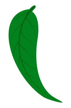 Green eucalyptus leaf logo icon on white background Stock Illustration