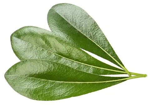 Green eucalyptus leaves on a white background Stock Photos