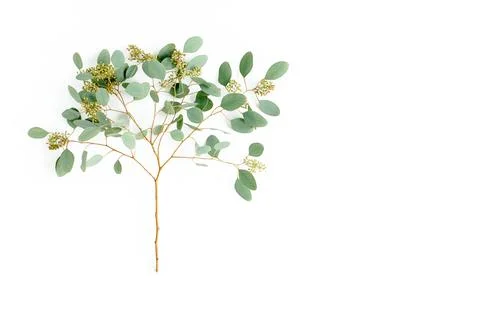 Green eucalyptus tree from branches and leaves with fruits in the form of Stock Photos