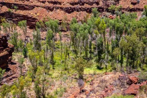 Green eucalyptus trees down in Dales Gorge at Karijini National Park Stock Photos