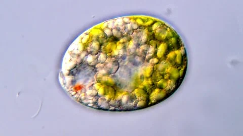 Green Euglena algae moving actively under DIC microscopy 库存影片 317886382