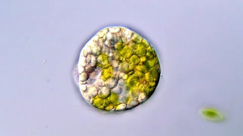 Green Euglena in water drop under compound microscope Stock Footage 317886384