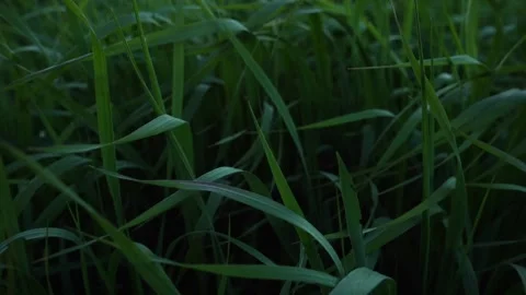 Green evening grass on field. sunset texture Stock Footage 275198588