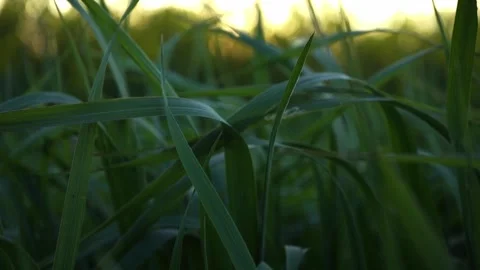 Green evening grass on field. sunset background 库存影片 275198609