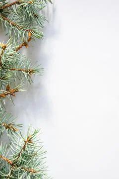 Green evergreen branches create a natural border on a light background, perfe Stock Photos