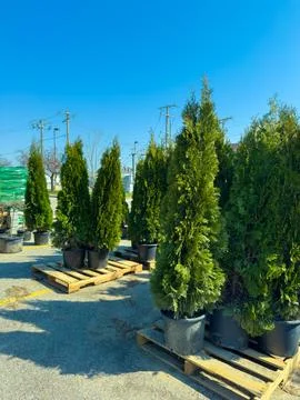 Green evergreen trees are placed in black pots outside a garden center. The a Photos