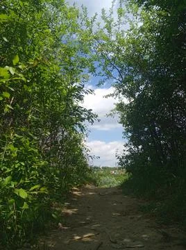 Green exit to the sky 스톡 사진