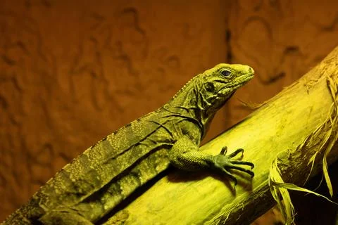 Green exotic lizard basking on a tree branch in a terrarium. Stock Photos