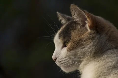 Green Eye Cat Looking Left With Copy Space Stock Photos