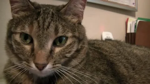 Green Eyed Cat Close Up 스톡 동영상 12586068