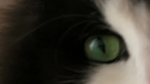 Green-eyed Cat Video stock 31849467