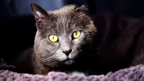 Green-Eyed Cat Stock Footage 99228355