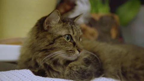 A green-eyed cat is lying on a sofa, wakes up and starts watching something Stock Footage 223003105