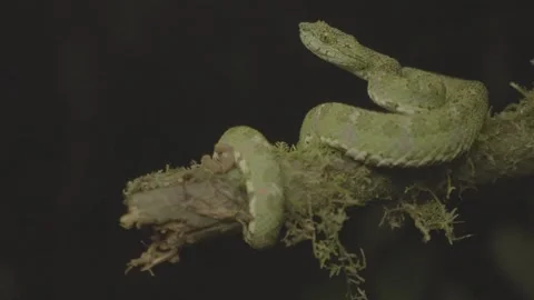 Green Eyelash Viper (Bothriechis nitidus) at Night Stock Footage 345502536
