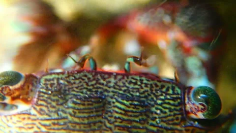 Green eyes of crab Stock Footage 122612661
