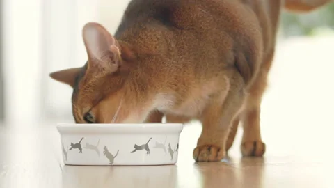 Green eyes ginger cat having lunch from small bowl Stock Footage 218425302