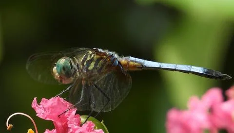 Green face Dragonfly with wrapped wings Stock Photos