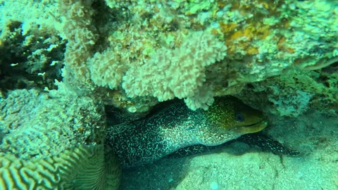 Green Faced Spotted Moray Eel Hiding Under Coral Reef Stock Footage 344956465
