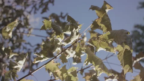 Green Fall Leaves Gently Blowing In Breeze Slow Motion 스톡 동영상 148507827