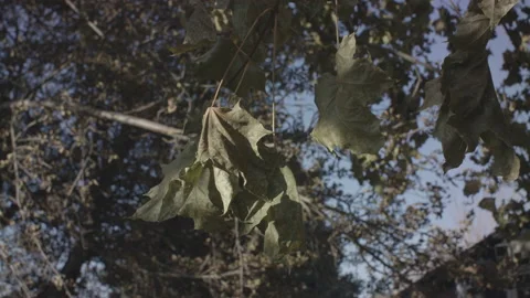 Green Fall Leaves In Sunlight Outside Home 스톡 동영상 148508626