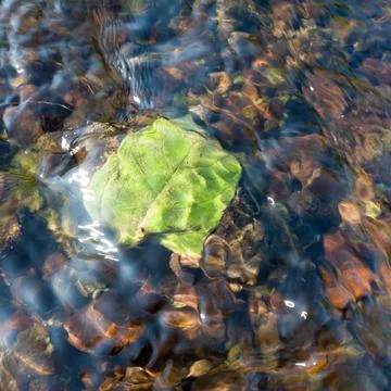 Green fallen leaf stuck on stone at bottom of fast shallow stream Stock Photos