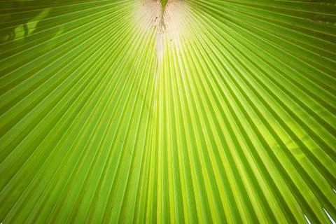Green fan palm leaf Stock Photos