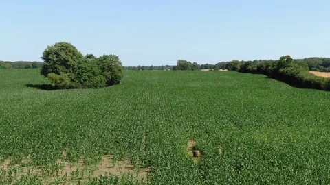 Green Farm Fields Drone Shot. Stock Footage (Ungraded) Stock Footage