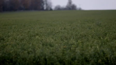 Green farm Stock Footage 142027841