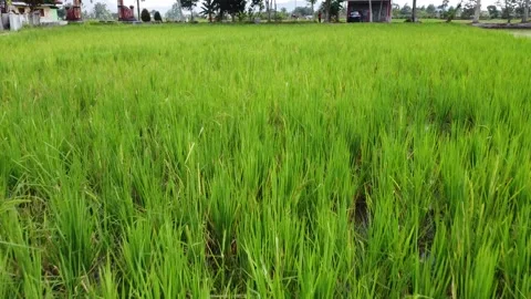 Green Farm Stock Footage 220661640