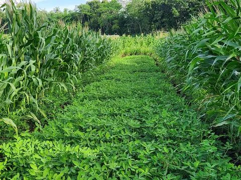 Green farm path between corn rows and ground cover plants Stock Photos