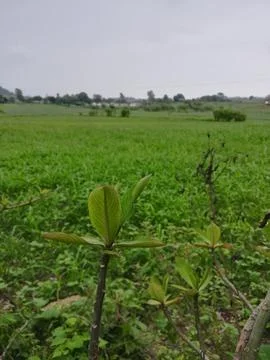 The green farm Stock Photos
