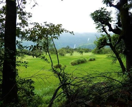 The green farm view between the tree Stock Photos