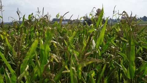 Green farming - corn field Video stock 94640134