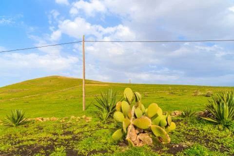 Green farming field Stock Photos