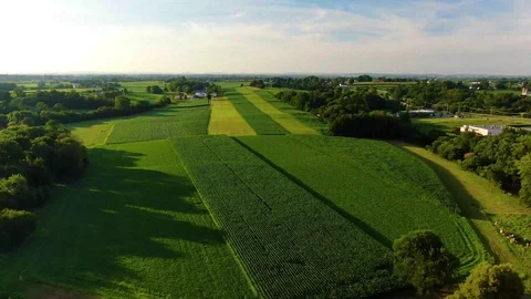 Green farmland fields at magic hour create beautiful pattern as sunset Stock Footage 113884640