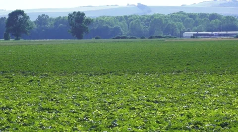 Green Farmland Stock Footage 50633971