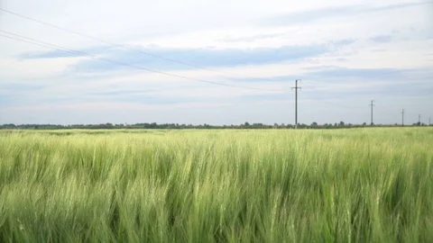 Green Farmland Stock Footage 75574933