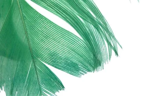 Green feather abstract texture background Stock Photos