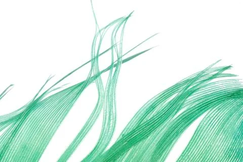 Green feather abstract texture background Stock Photos