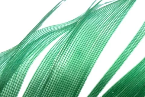 Green feather abstract texture background Foto stock