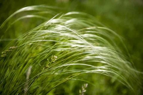 Green feather gras Stock Photos