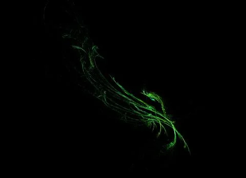 Green feather, lines of light on a black background, graphics Stock Illustration