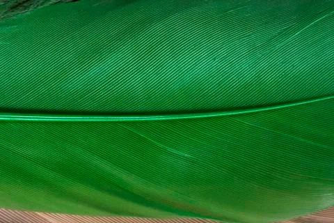 Green feather Фото